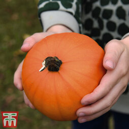 Pumpkin 'Wee Be Little' - Seeds