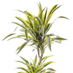 Dracaena fragrans 'Yellow Coast' (House Plant)