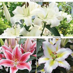 Lily 'Giant Flowered Collection'