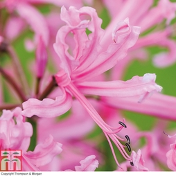 Nerine bowdenii 'Pink'